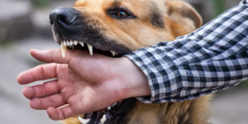 Charlotte Dog Bite Lawyer-image